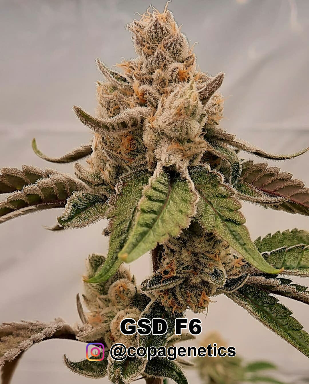 GSD F6 (GG4 x Sunshine Daydream) 10 Regular Seeds
