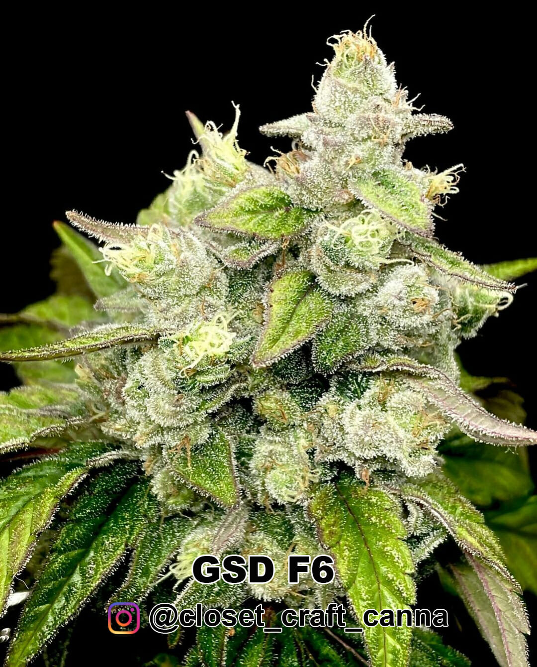 GSD F6 (GG4 x Sunshine Daydream) 10 Regular Seeds - Image 2