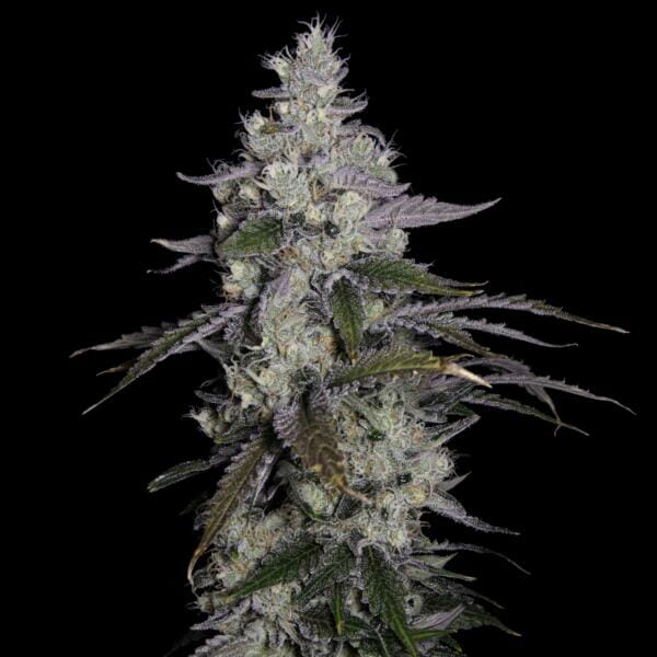 Airwolf F1 (Dogwalker OG x Romulan) 12 Regular Seeds - Image 2