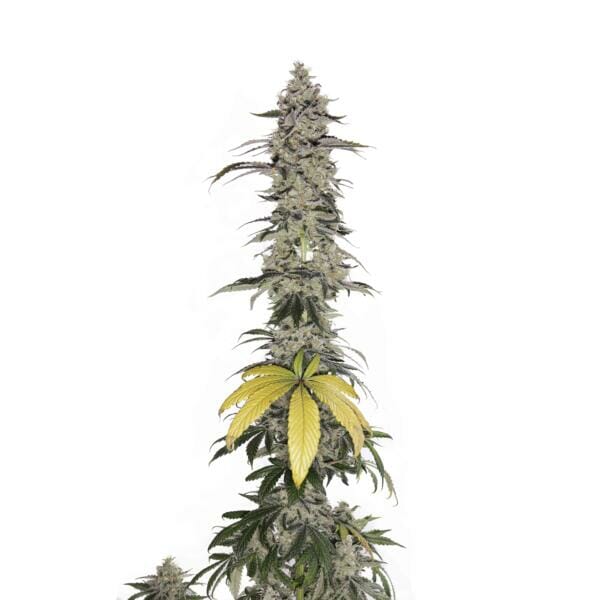 Airwolf F1 (Dogwalker OG x Romulan) 12 Regular Seeds