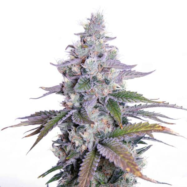 Airwolf F1 (Dogwalker OG x Romulan) 12 Regular Seeds - Image 3