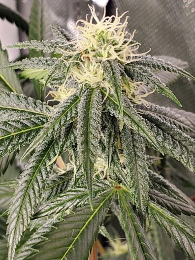 Alani Island F1 (Staten Island Chem x Alani Skunk) 6 Feminized Seeds