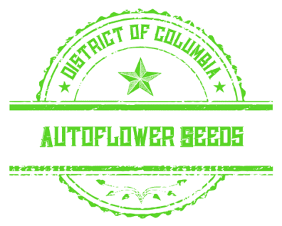 Autoflower Seeds