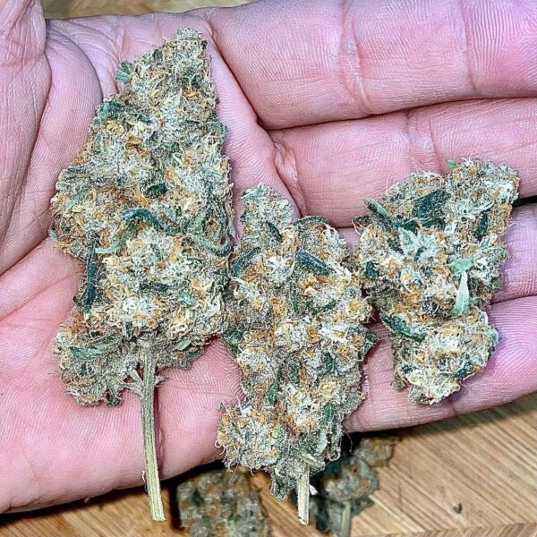Bio Skunk F1 (Bio Chem x Alani Skunk) 6 Feminized Seeds - Image 4