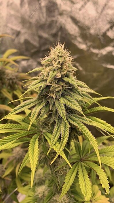 Bio Skunk F1 (Bio Chem x Alani Skunk) 6 Feminized Seeds