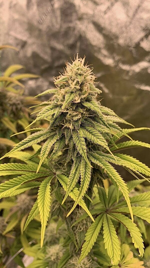 Bio Skunk F1 (Bio Chem x Alani Skunk) 6 Feminized Seeds