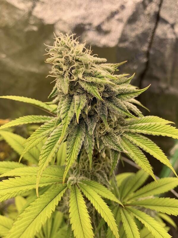 Bio Skunk F1 (Bio Chem x Alani Skunk) 6 Feminized Seeds - Image 2