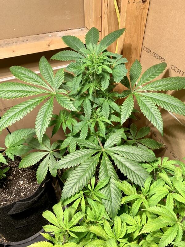 Bio Skunk F1 (Bio Chem x Alani Skunk) 6 Feminized Seeds - Image 3