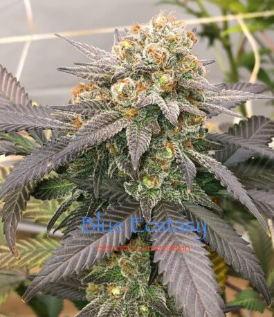Blue Ecstasy F1 (Cherry Pie x F5 Blue Heaven) 13 Regular Seeds