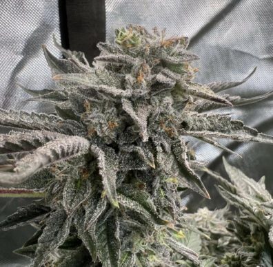 Callandor F1 (Gelato 45 x Platinum Kush) 6 Feminized Seeds