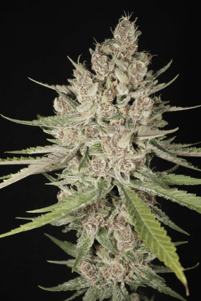 Chupil F1 (UK Cheese S1 x Star Pupil) 7 Feminized Seeds