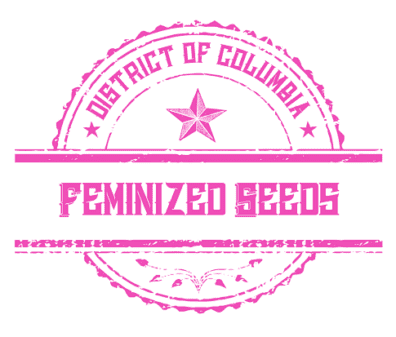 Feminized Photoperiod Seeds