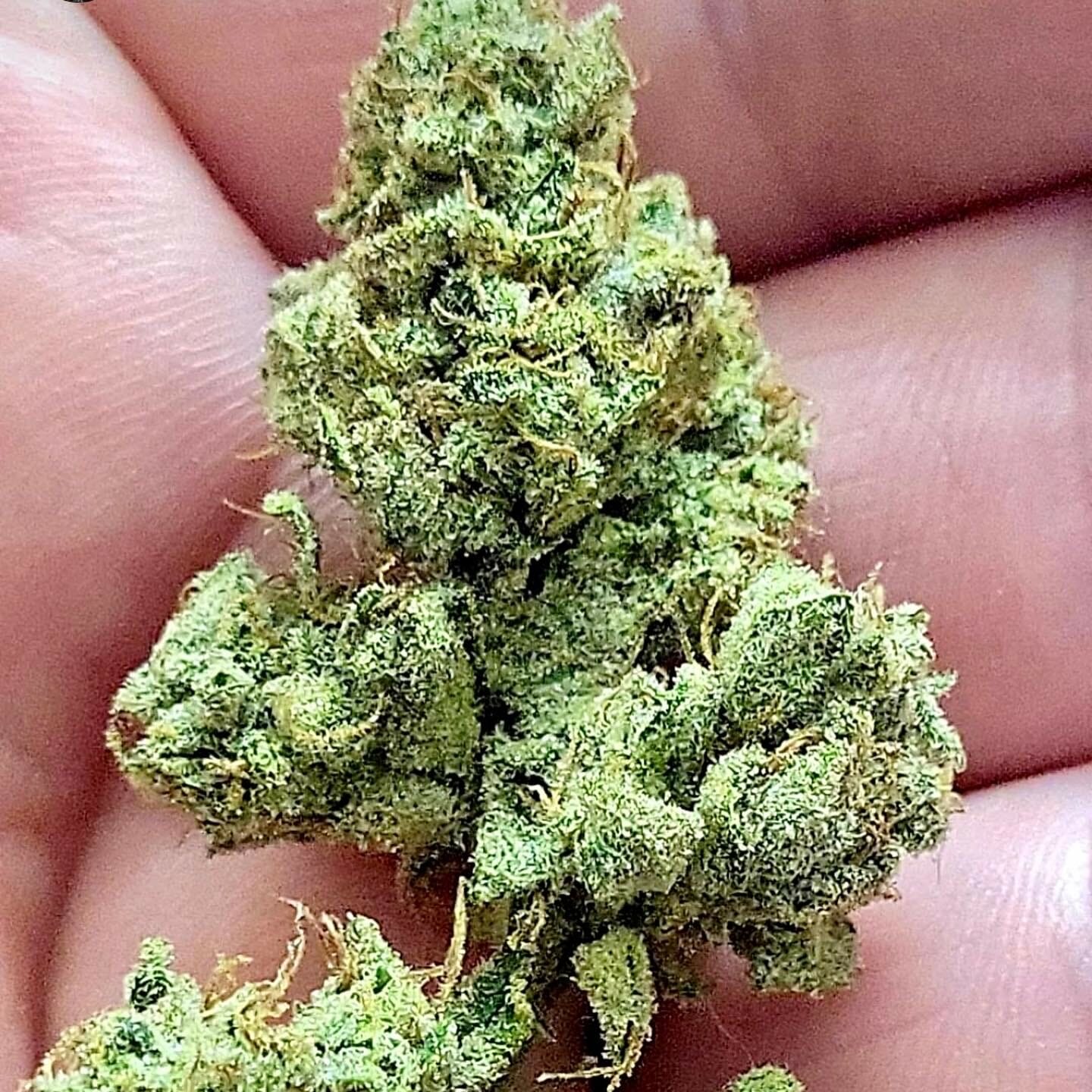 Grand Theft Alani F1 (Gas Tanker #5 x Alani Skunk) 6 Feminized Seeds - Image 4