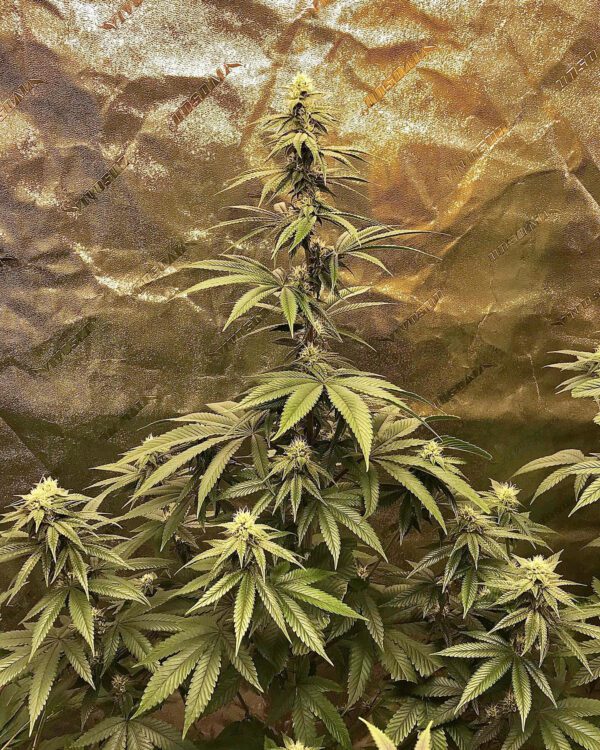 Grand Theft Alani F1 (Gas Tanker #5 x Alani Skunk) 6 Feminized Seeds - Image 3