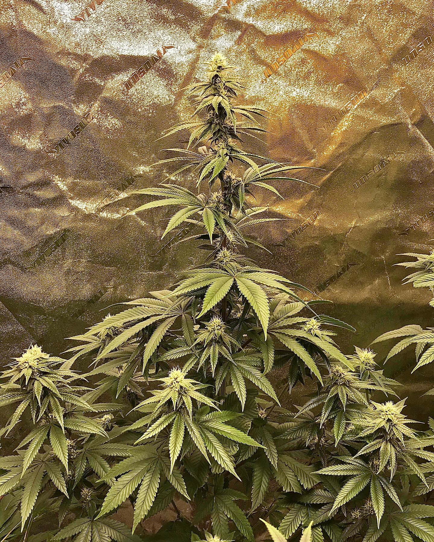 Grand Theft Alani F1 (Gas Tanker #5 x Alani Skunk) 6 Feminized Seeds - Image 3