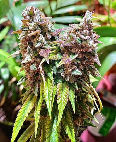 Grand Theft Alani F1 (Gas Tanker #5 x Alani Skunk) 6 Feminized Seeds