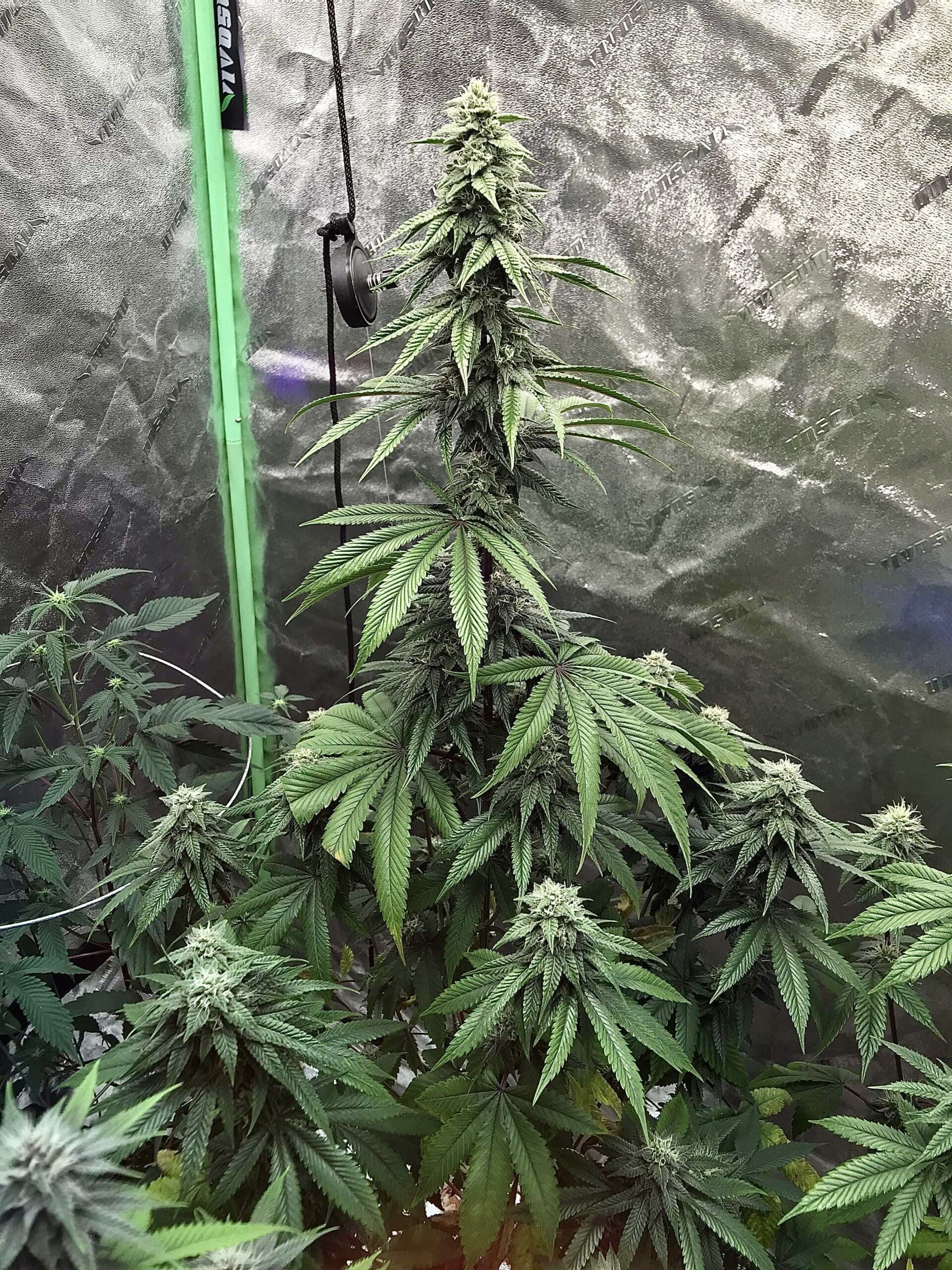 Grand Theft Alani F1 (Gas Tanker #5 x Alani Skunk) 6 Feminized Seeds - Image 2
