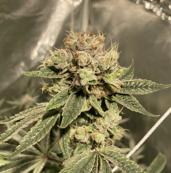 Iron Throne F1 (Dracarys #5 (Revfunk cut) x Platinum Kush) 6 Feminized Seeds - Image 2