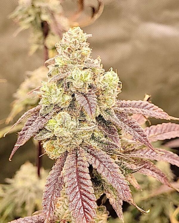 L'Orange Glue F1 (Bam’s Glue x Alani Skunk) 6 Feminized Seeds - Image 3