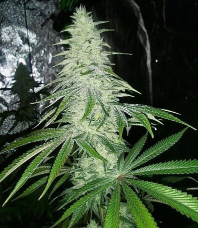 L'Orange Glue F1 (Bam’s Glue x Alani Skunk) 6 Feminized Seeds