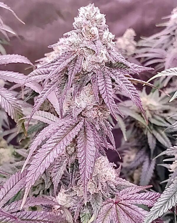 L'Orange Glue F1 (Bam’s Glue x Alani Skunk) 6 Feminized Seeds - Image 4