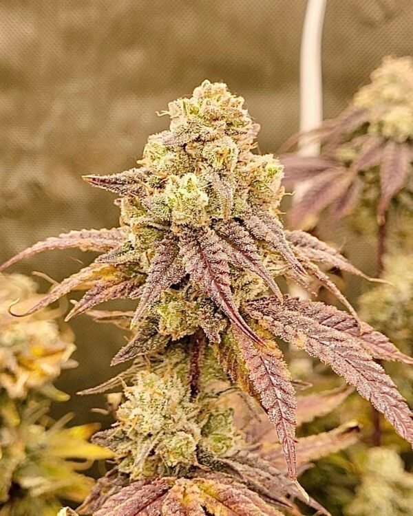 L'Orange Glue F1 (Bam’s Glue x Alani Skunk) 6 Feminized Seeds - Image 2
