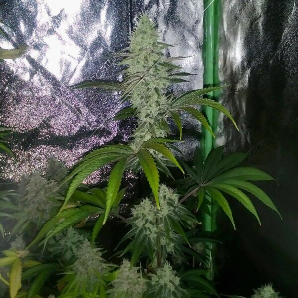 L'Orange Glue F1 (Bam’s Glue x Alani Skunk) 6 Feminized Seeds - Image 5