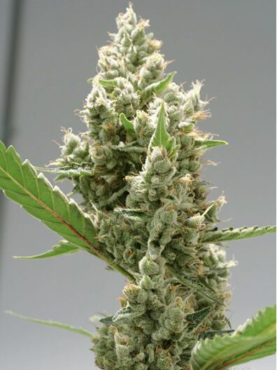Deadly Kernel F1 (Kernel PuTang x Deadly Sativa) 13 Regular Seeds