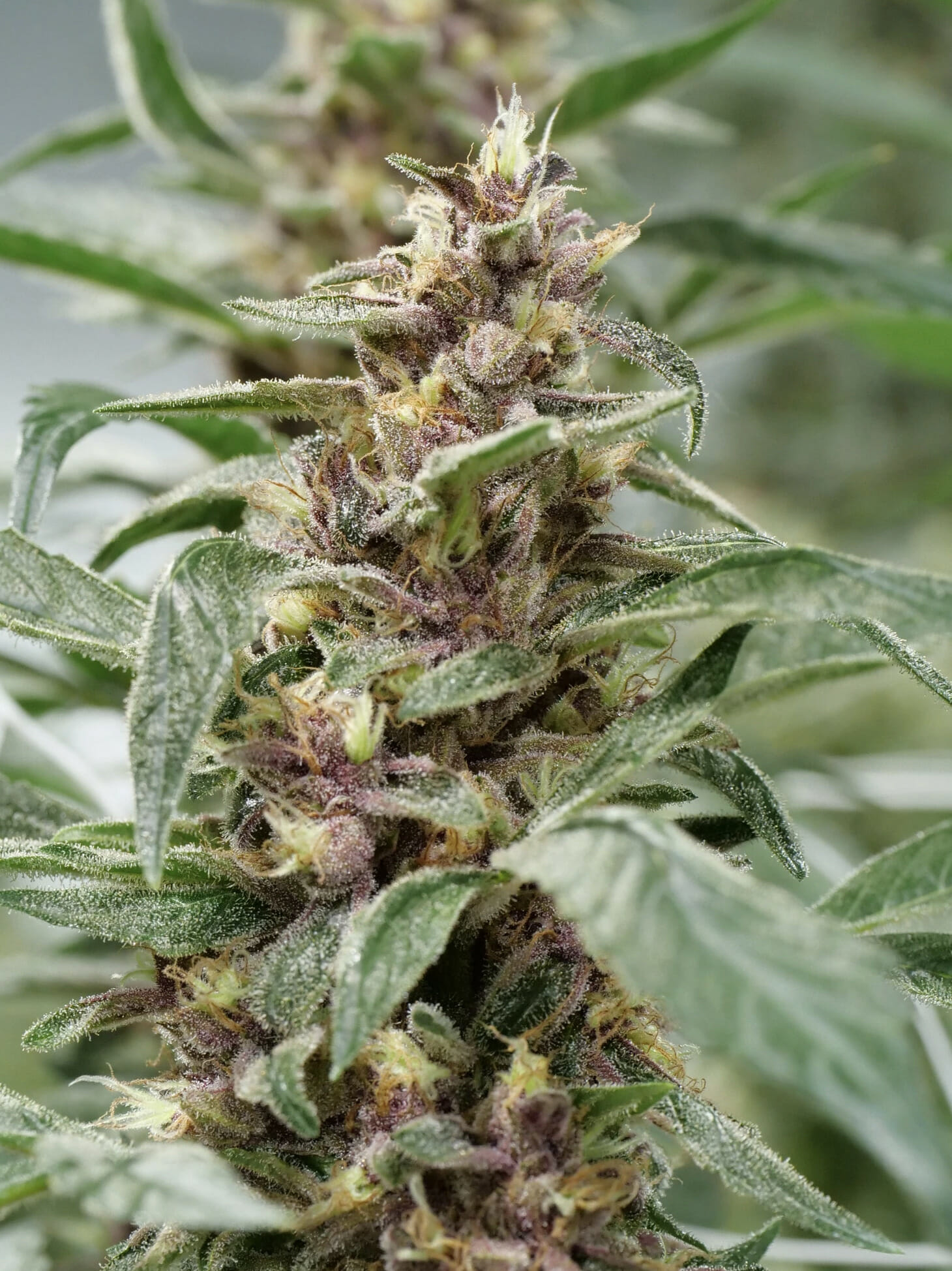 Purple Kernel Haze F1 (Kernel PuTang x Star Pupil) 7 Feminized Seedsd - Image 4