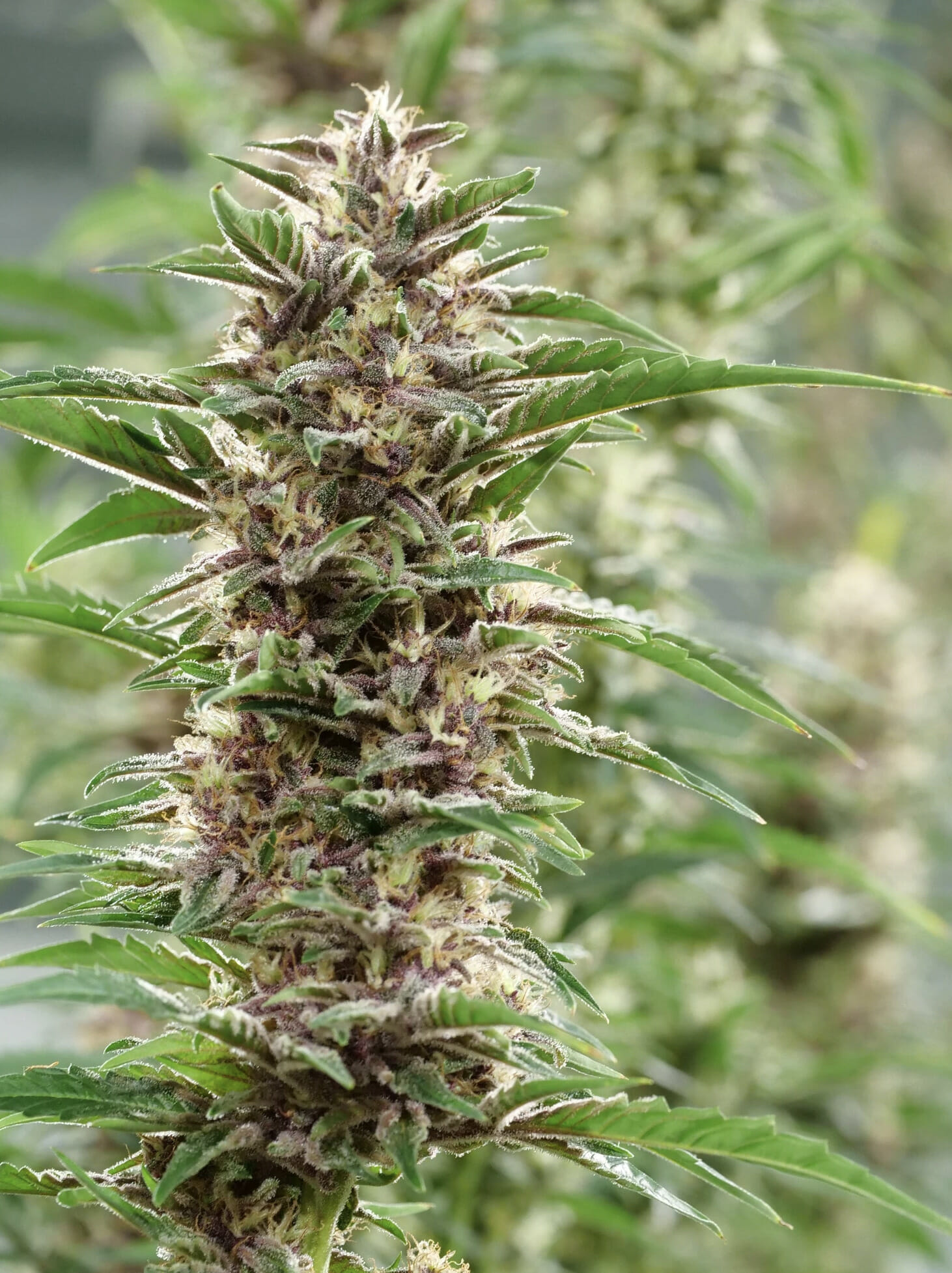 Purple Kernel Haze F1 (Kernel PuTang x Star Pupil) 7 Feminized Seedsd - Image 3