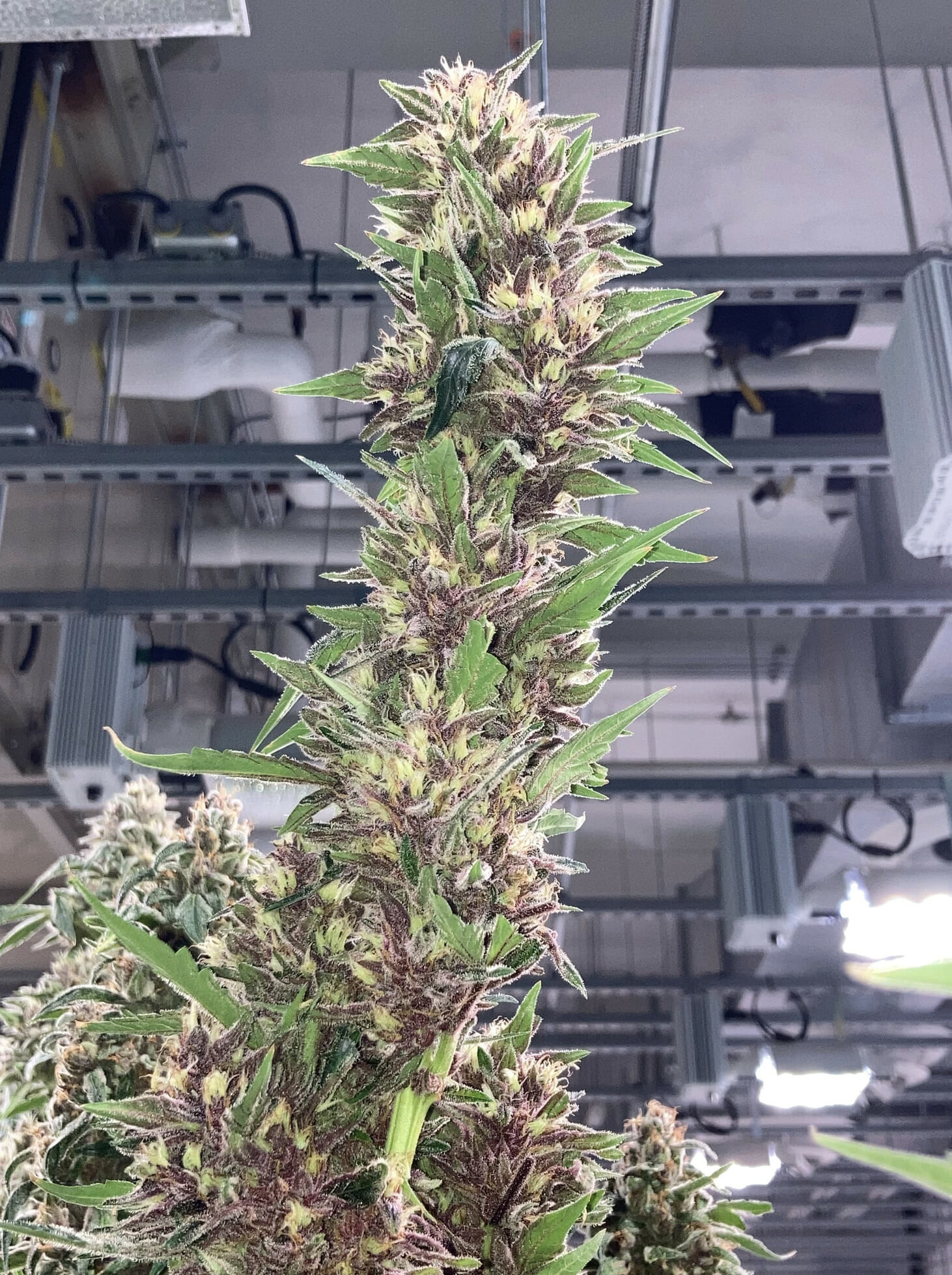 Purple Kernel Haze F1 (Kernel PuTang x Star Pupil) 7 Feminized Seedsd