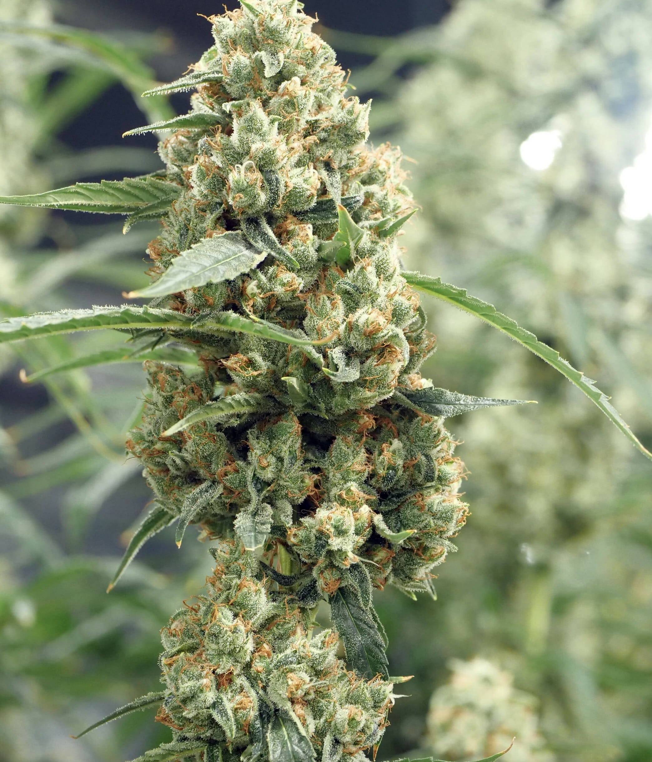Golden PuTang F1 (Golden Pineapple x PuTang) 7 Feminized Seeds - Image 2