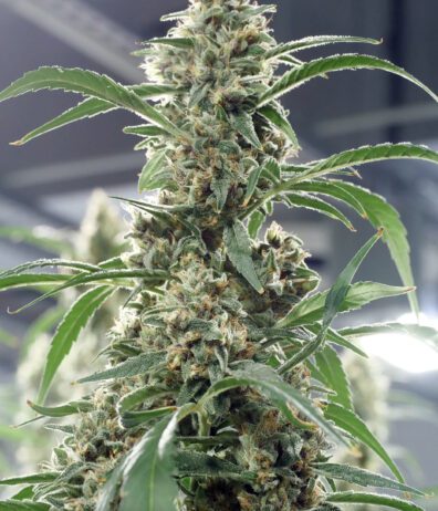 Golden PuTang F1 (Golden Pineapple x PuTang) 7 Feminized Seeds