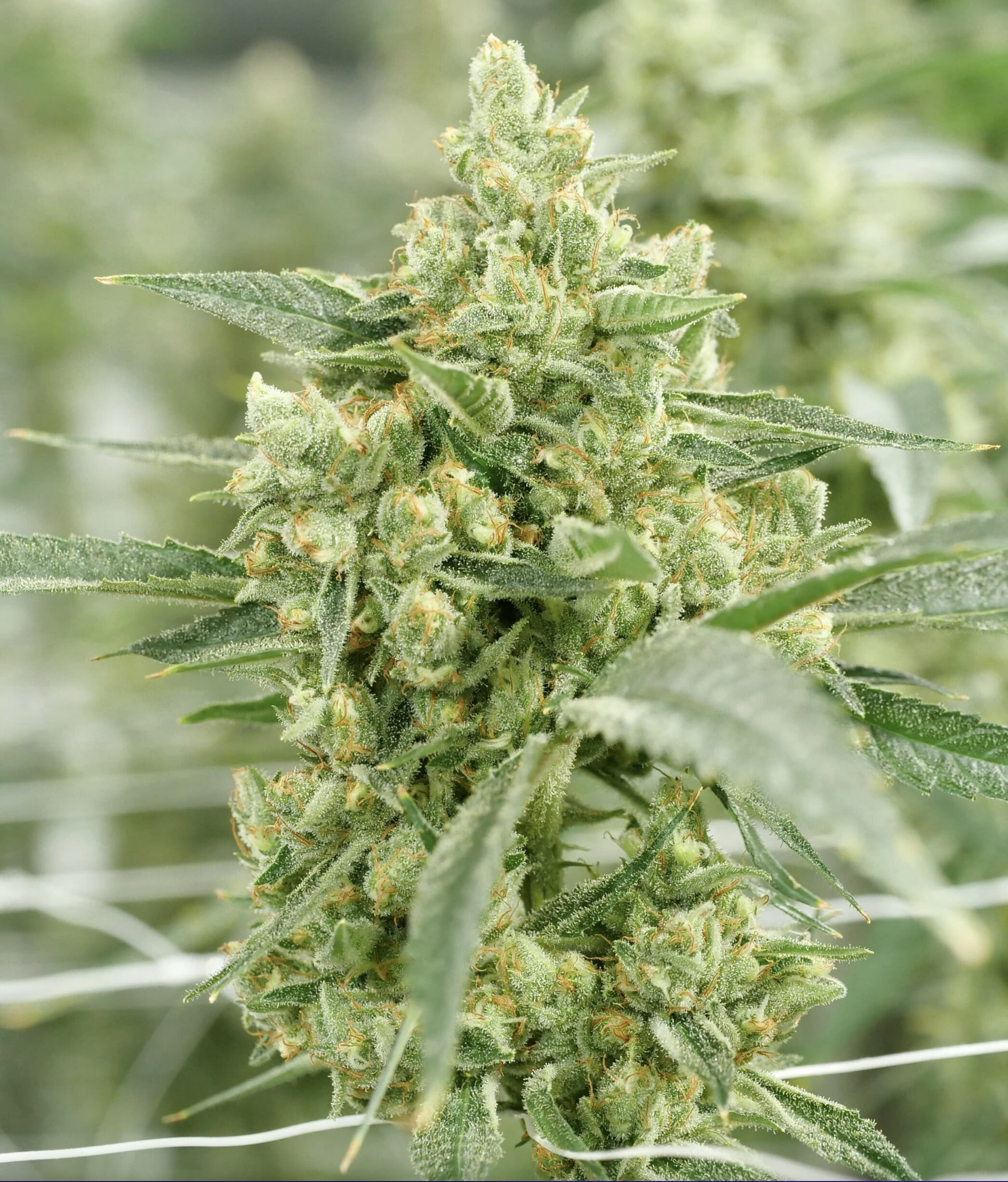 Golden PuTang F1 (Golden Pineapple x PuTang) 7 Feminized Seeds - Image 3