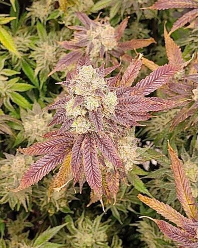 Skunk Walker OG F1 (Dog Walker OG x Alani Skunk) 6 Feminized Seeds