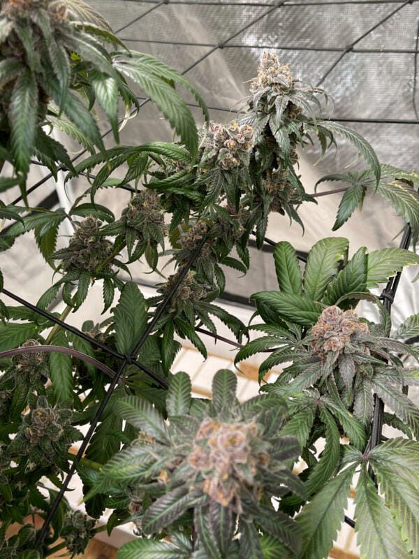 Unicorn Heaven F1 (Purple Unicorn x F5 Blue Heaven) 13 Regular Seeds - Image 2