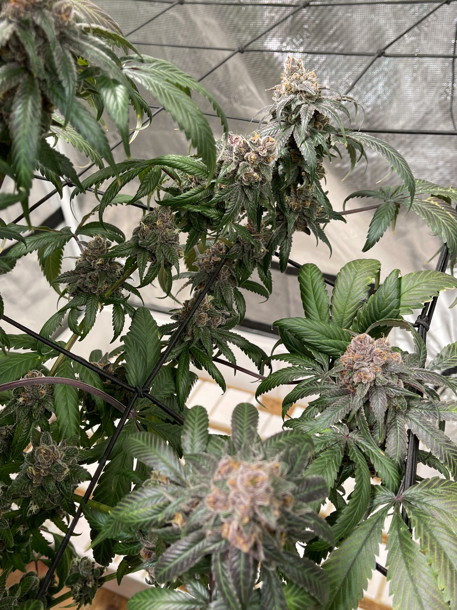 Unicorn Heaven F1 (Purple Unicorn x F5 Blue Heaven) 13 Regular Seeds - Image 2