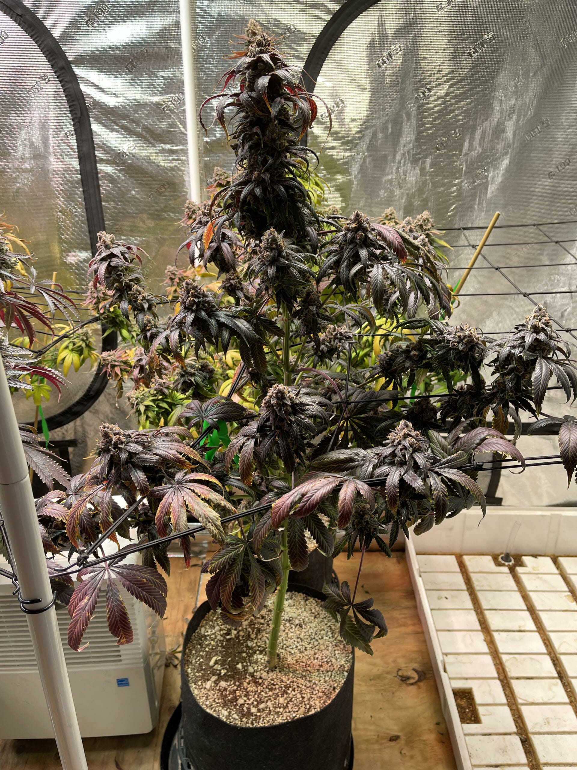 Unicorn Heaven F1 (Purple Unicorn x F5 Blue Heaven) 13 Regular Seeds - Image 11