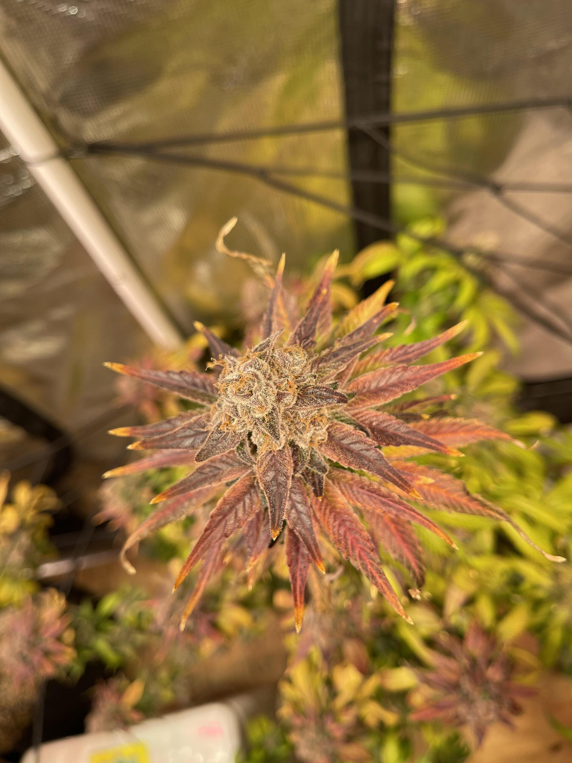 Unicorn Heaven F1 (Purple Unicorn x F5 Blue Heaven) 13 Regular Seeds - Image 12