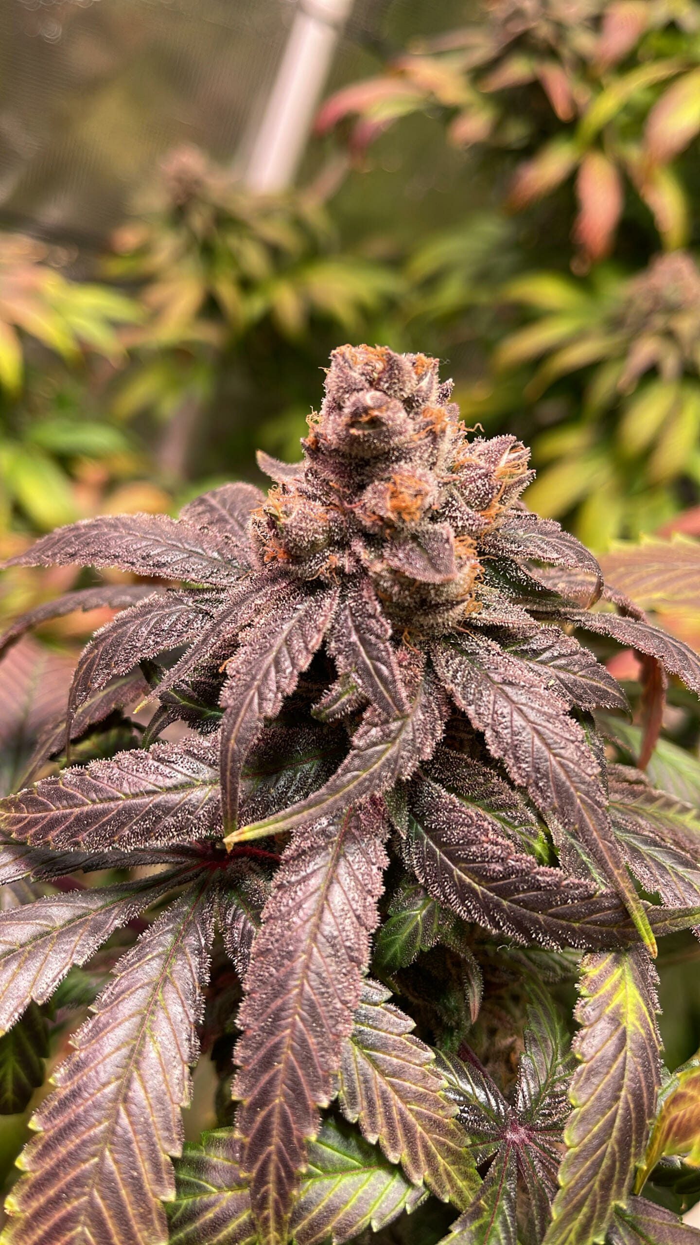 Unicorn Heaven F1 (Purple Unicorn x F5 Blue Heaven) 13 Regular Seeds - Image 13