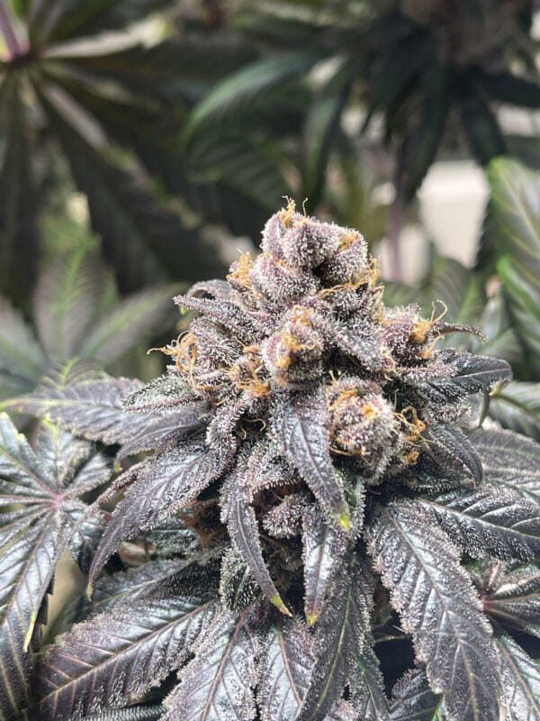 Unicorn Heaven F1 (Purple Unicorn x F5 Blue Heaven) 13 Regular Seeds - Image 3