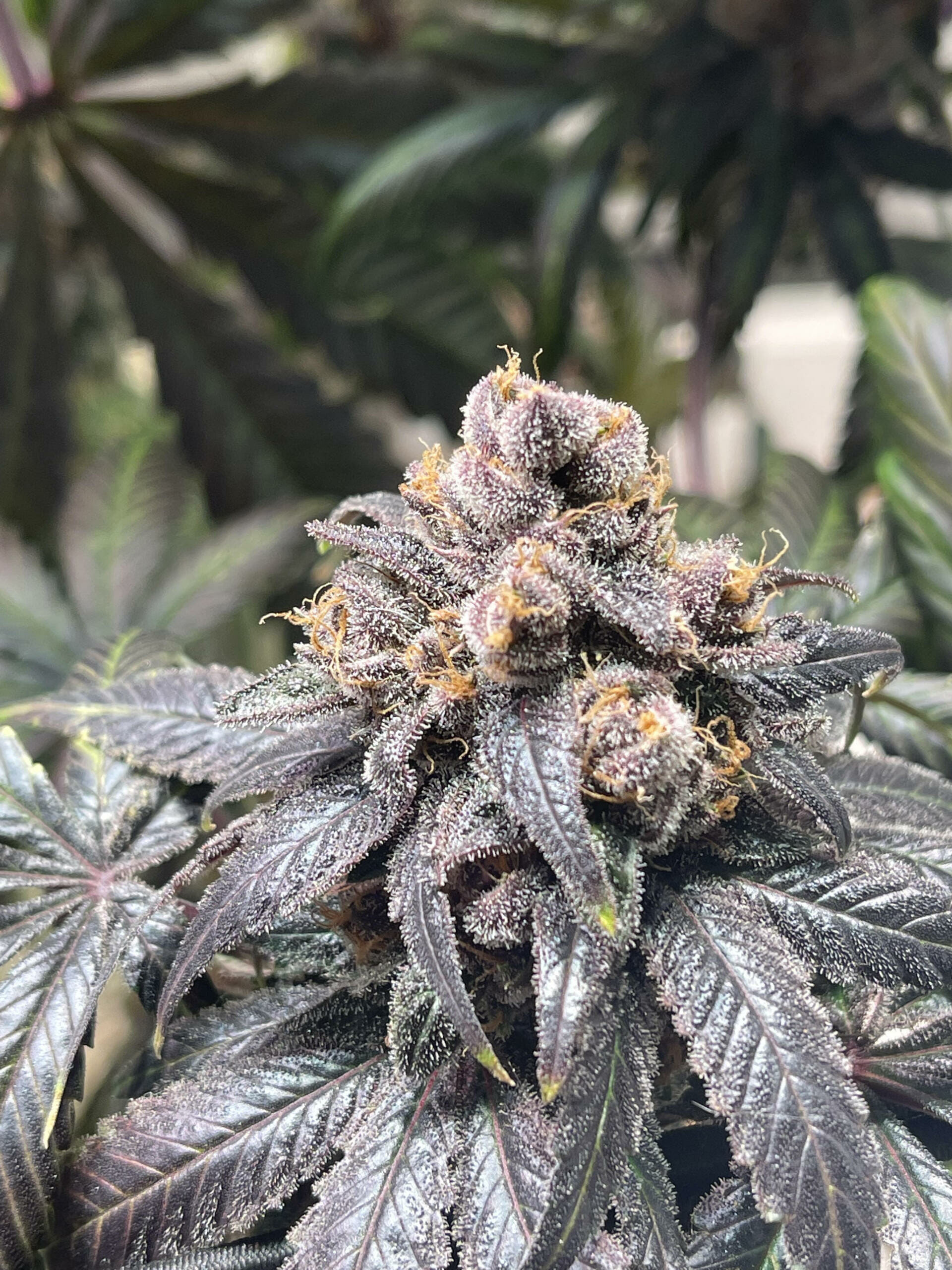 Unicorn Heaven F1 (Purple Unicorn x F5 Blue Heaven) 13 Regular Seeds - Image 3