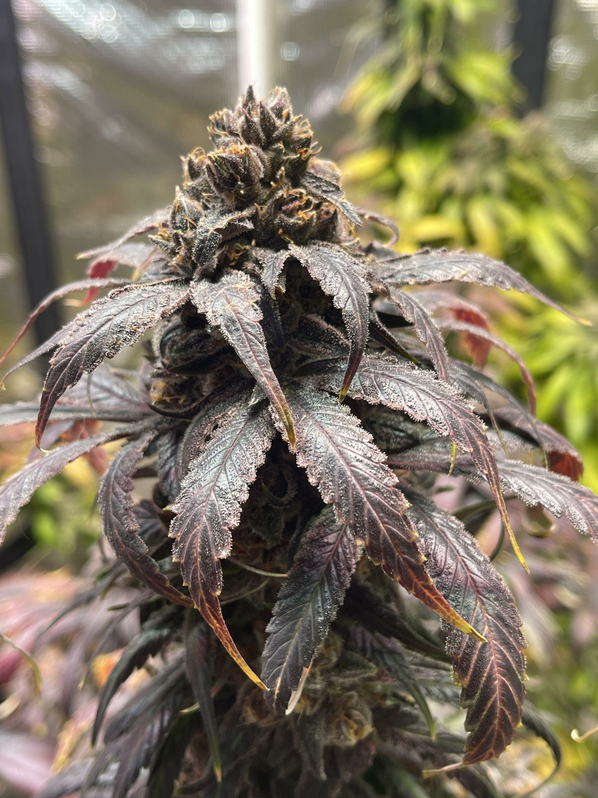 Unicorn Heaven F1 (Purple Unicorn x F5 Blue Heaven) 13 Regular Seeds - Image 4