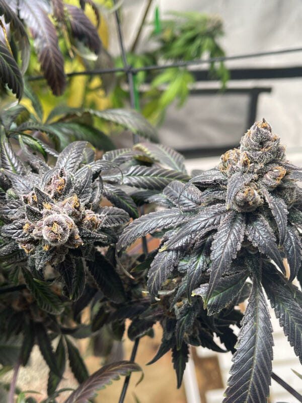 Unicorn Heaven F1 (Purple Unicorn x F5 Blue Heaven) 13 Regular Seeds - Image 5