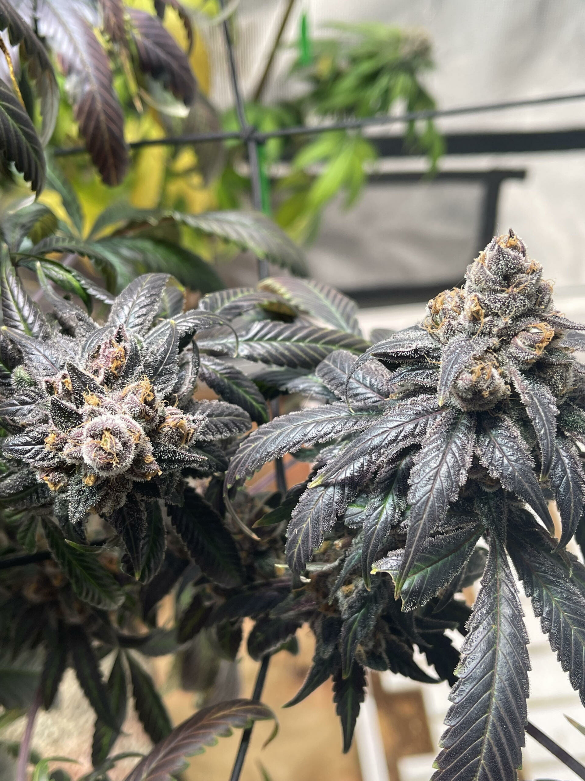 Unicorn Heaven F1 (Purple Unicorn x F5 Blue Heaven) 13 Regular Seeds - Image 5