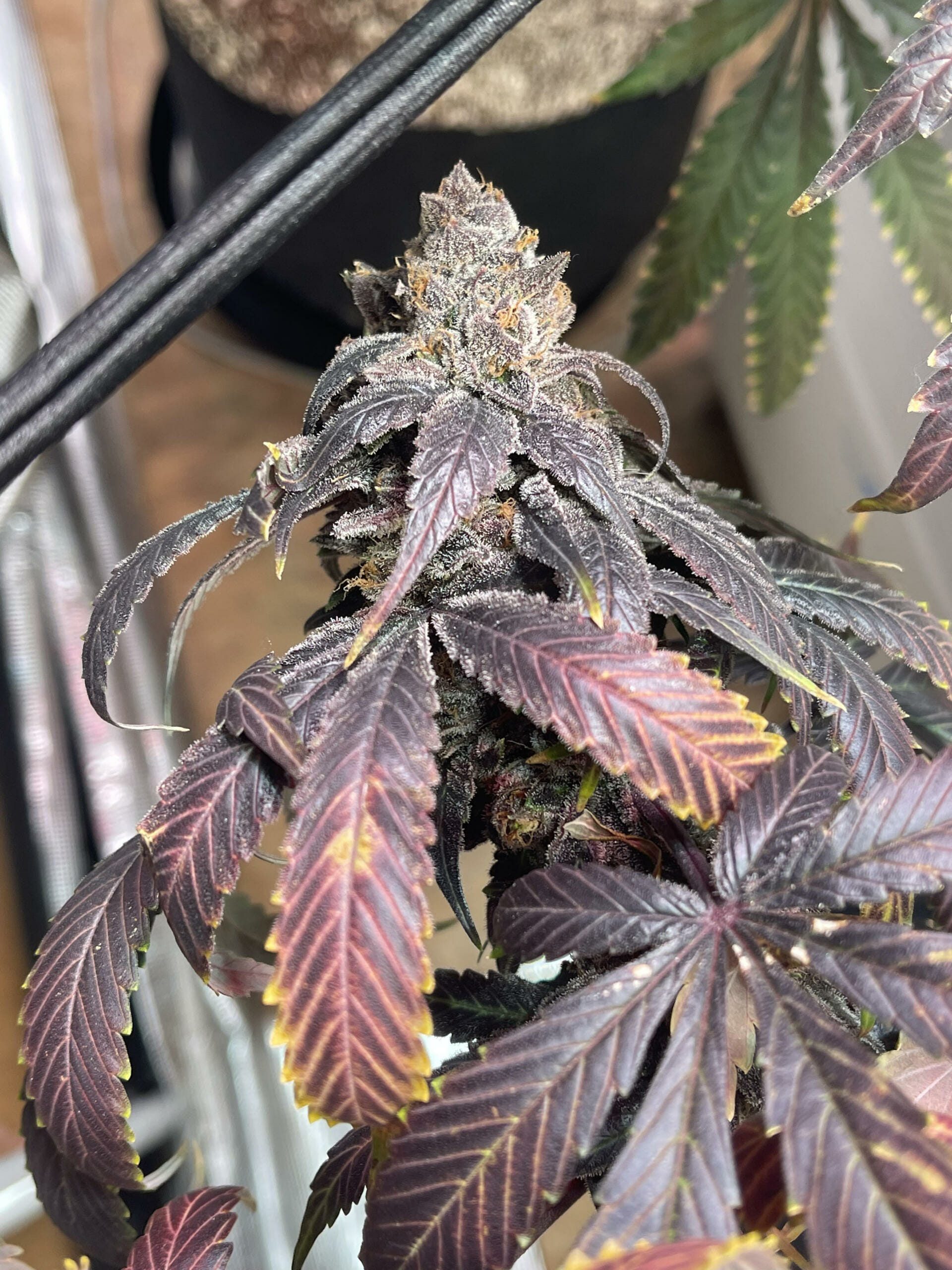 Unicorn Heaven F1 (Purple Unicorn x F5 Blue Heaven) 13 Regular Seeds - Image 6