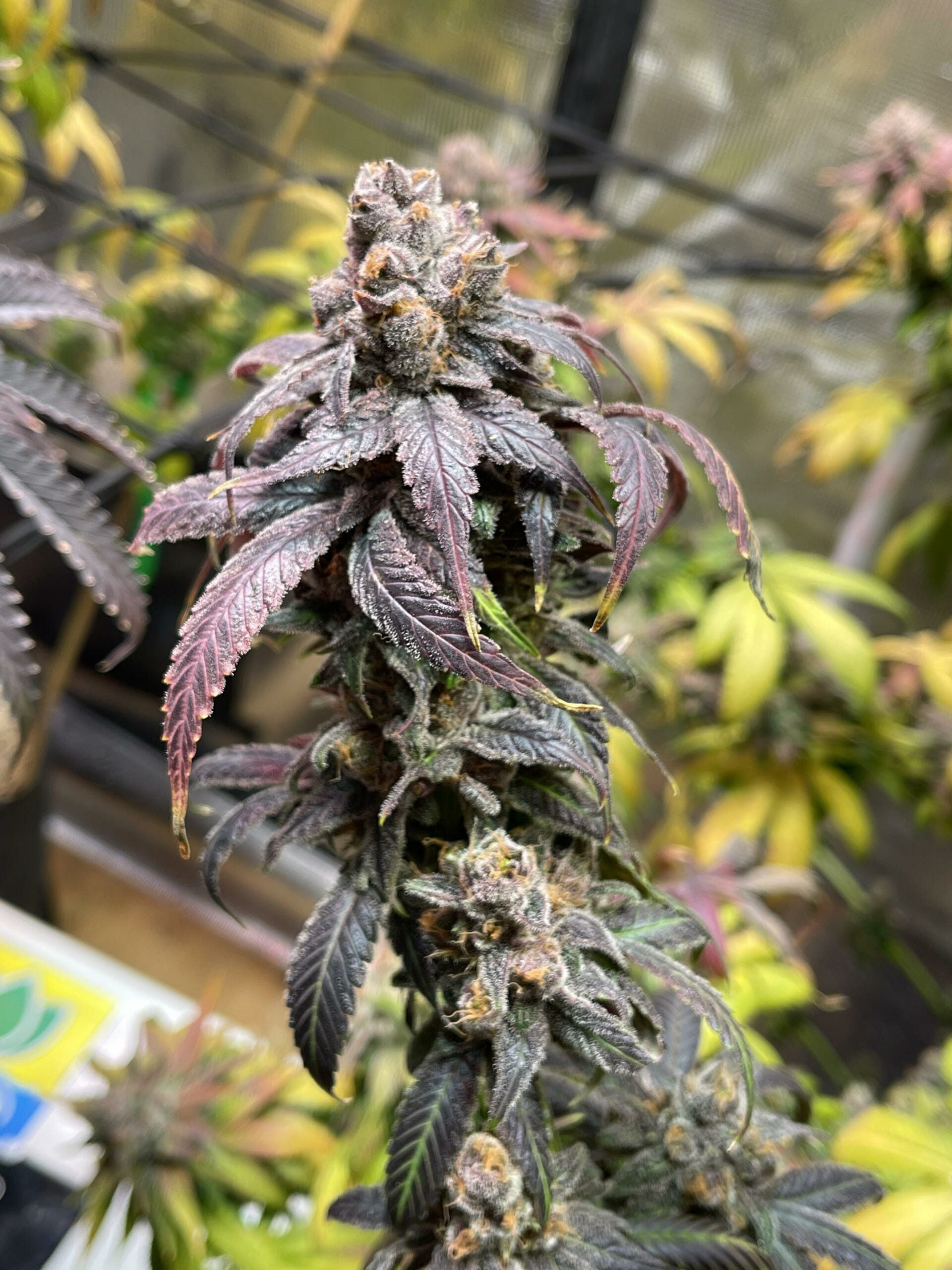 Unicorn Heaven F1 (Purple Unicorn x F5 Blue Heaven) 13 Regular Seeds - Image 7