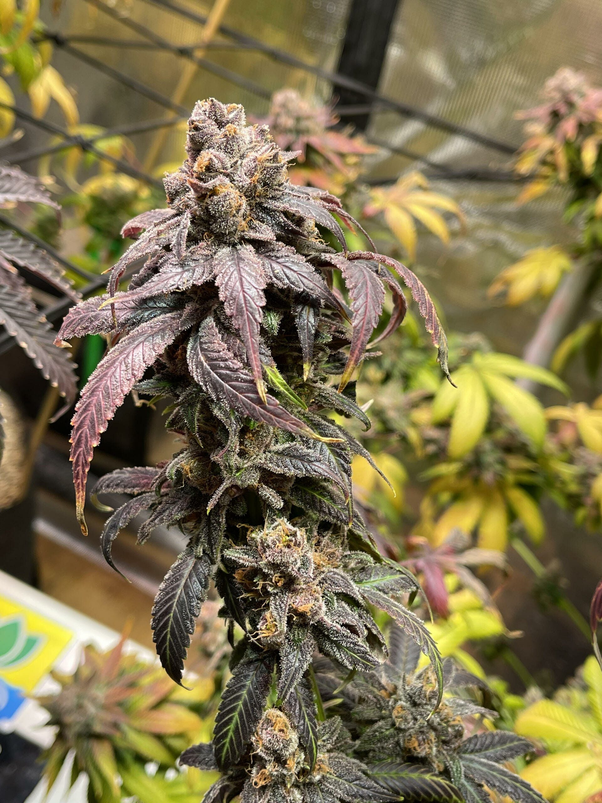 Unicorn Heaven F1 (Purple Unicorn x F5 Blue Heaven) 13 Regular Seeds - Image 8