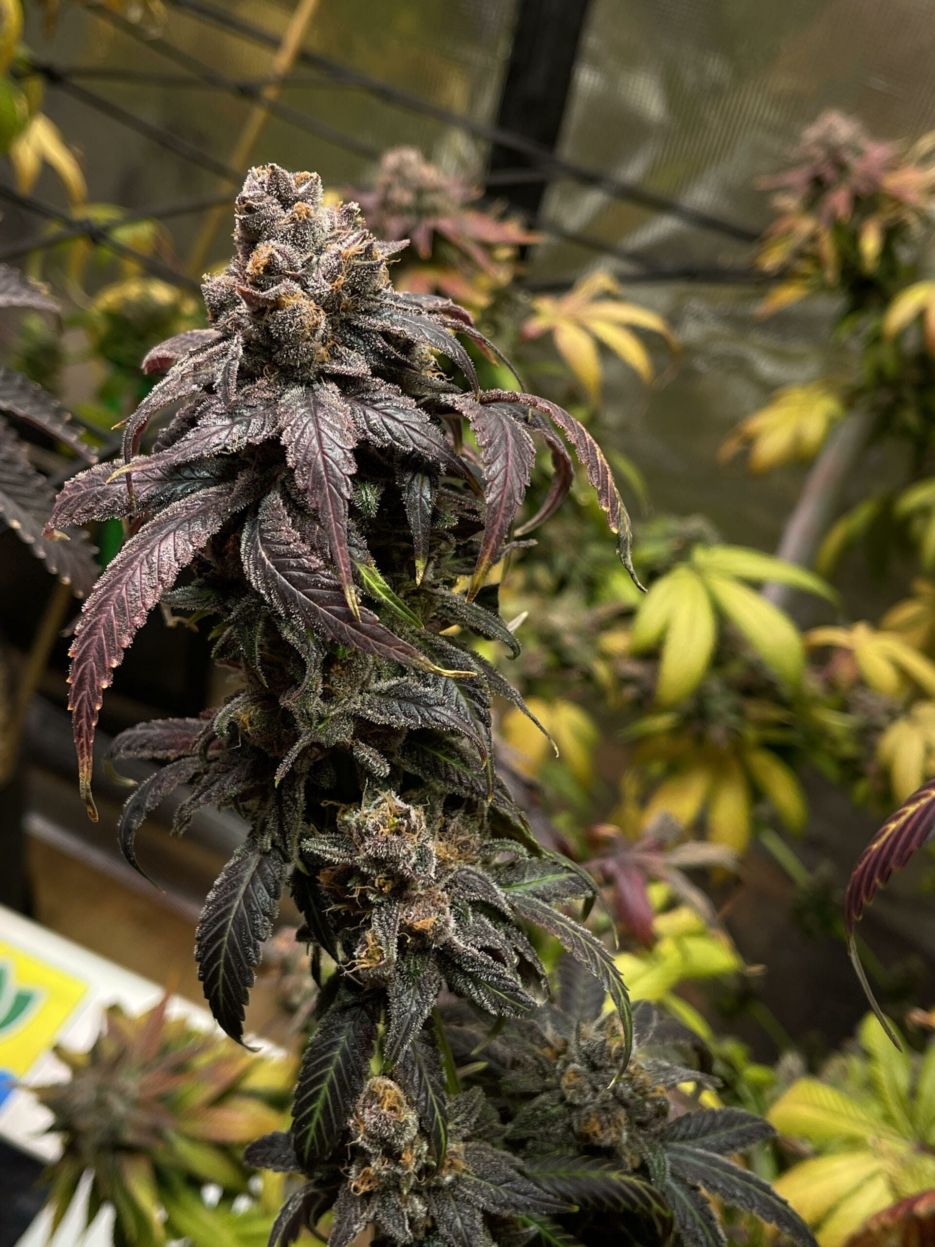 Unicorn Heaven F1 (Purple Unicorn x F5 Blue Heaven) 13 Regular Seeds - Image 9