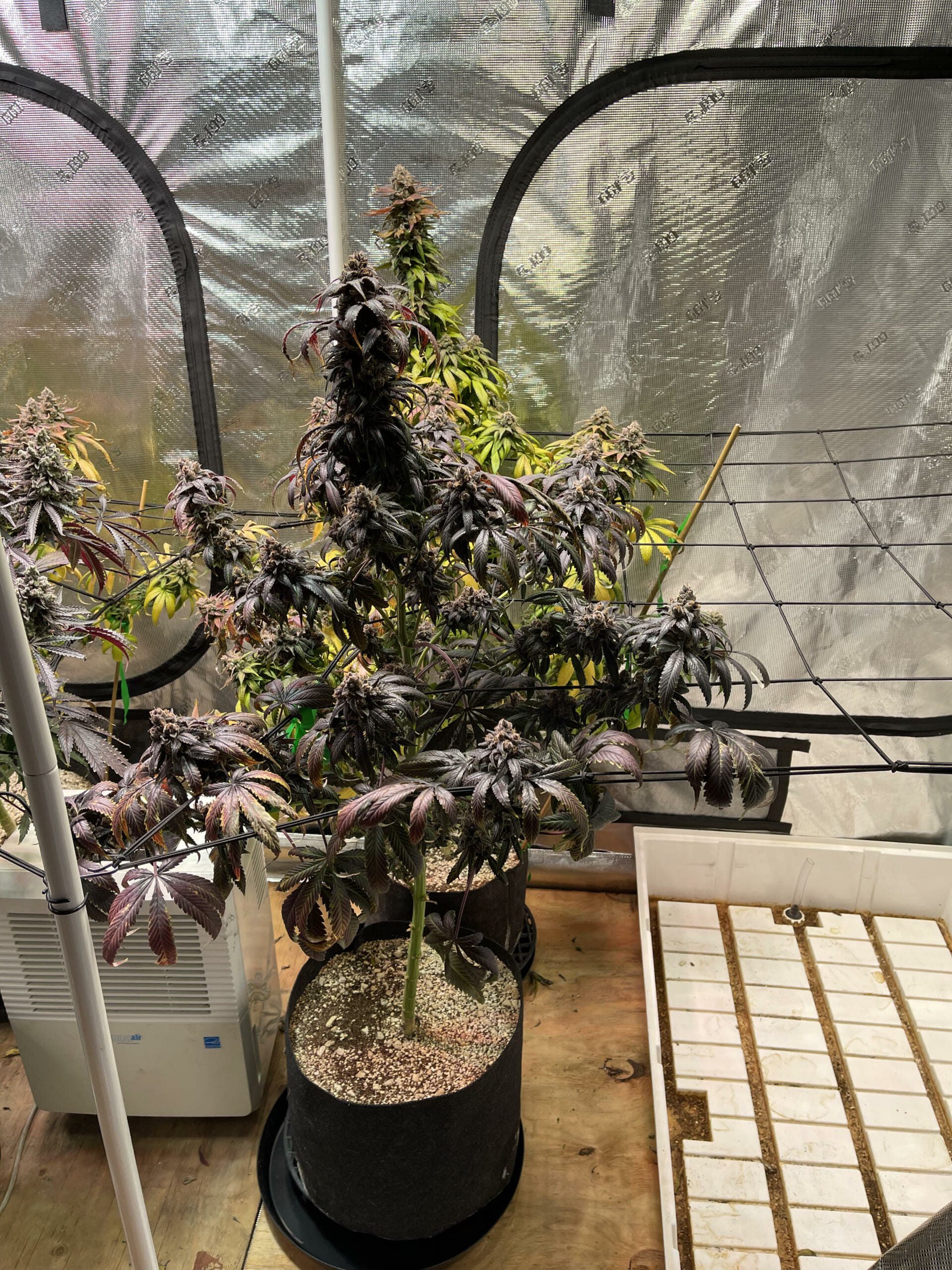 Unicorn Heaven F1 (Purple Unicorn x F5 Blue Heaven) 13 Regular Seeds - Image 10
